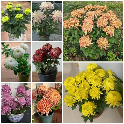 Semi resistenti di crisantemo da balcone, balcone resistenti di crisantemo di vecchie varietà, decorazione autunnale rustiche per giardino, 150pcs