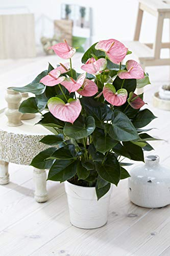 1 Anthurium Fleur Flamant rose Plante En Pot Céramique pour la Maison/le Bureau