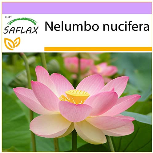 SAFLAX - Lloto sagrado - 8 semillas - Nelumbo nucifera