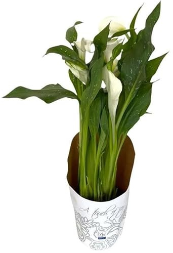 Lirio de Agua o Cala Natural Planta de Interior con Belleza Exótica y Cuidado Simple