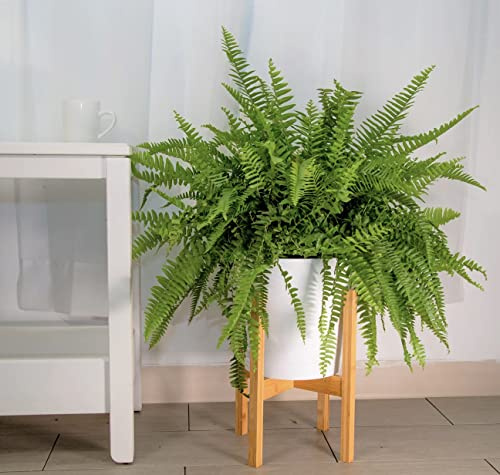 Boston Fern - Nephrolepis Exaltata in a 12cm Pot air Purifying, pet Safe Indoor houseplant