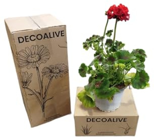 DECOALIVE Geranio Natural con Flores Rojas – Planta Viva de Fácil Cultivo – Ideal para Regalo