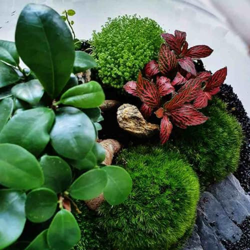 Carbeth Plants 4 x Terrarium Plant Mix – Easy to Care Indoor Plants Ideal for Closed or Open Terrariums – Assorted Varieties Suited to Growing in Glass Containers or Decorative Jars