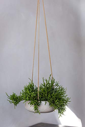 Finestgreen Hängende Pflanzschale Eileen Grau | Hängende Pflanzschale zum bepflanzen | Urban Gardening Pflanzenampel Betonoptik (S Ø:24 H:9 cm) Pottery Pots