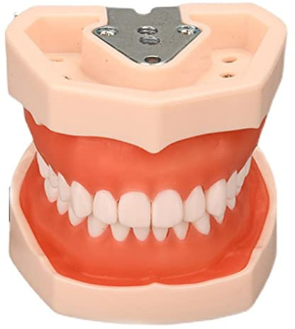 Modelo de Dientes Estándar, Modelo de Dientes De Enseñanza Dental con 28/32 Dientes de Resina Extraíbles, Herramienta de Demostración de Enseñanza Dental/Escolar, Enseñanza de Hilo Dental(Size:2