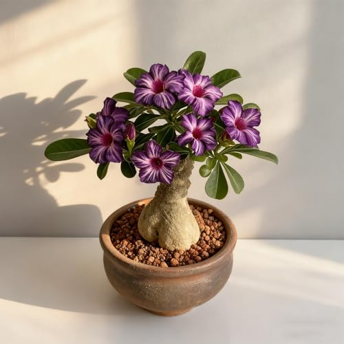 Rosa del deserto bonsai/adenium obesum-Resistente e Facile da Curare/Colore Vivido/Decorazione per Casa e Giardino/Per Ogni Spazio-G-1 Rhizome