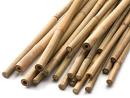 HomeZone 40pc 60cm Bamboo Sticks For Sunflower Runner Bean Tomato Plant Support Heavy Duty Ideal For Greenhouse Canes For Tomato Plants 2ft Bamboo Canes Climbing Plant Support Sticks For Outdoors