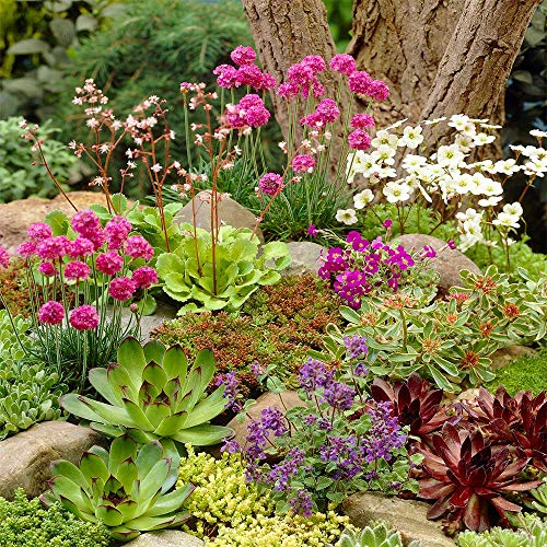 Mixed Rockery Alpine Collection - Colourful Outdoor Potted Perennial Plant Mix (6 Plants)