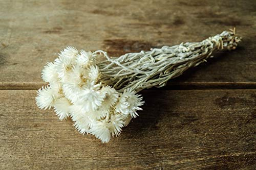NaDeco Cape Flower getrocknet im Bund Länge ca. 30-40cm Farbe frei wählbar Strohblumen aus Afrika Boho Style getrocknete Blumen Trockenblumenstrauß, Farbe:Natur
