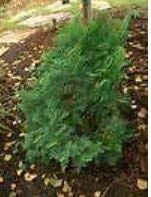 SEMI Chamaecyparis obtusa gracile Nana Hinoki Ciprés