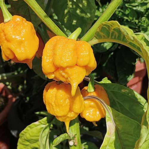 Carolina Reaper Yellow Chili Pepper Seeds - Spicy Chili Plant Open Pollinated Guaranteed Seed Variety
