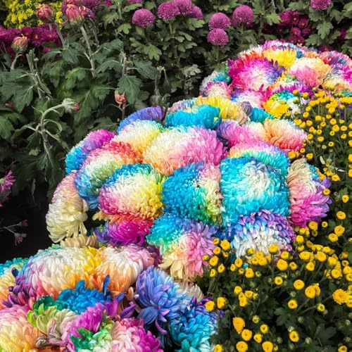 crisantemi - resistenti esterno in vaso crisantemo d'appartamento rare rampicanti, giardino roccioso ombra semi di selvatici per l' di semi 350semi