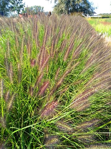 6 x Pennisetum alop. 'Black Beauty' - herbe à abat-jour noire en pot de 9 x 9 cm