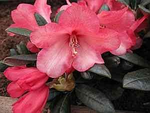 Rhododendron yakushimanum Hybride Debbie Dane - Ball Alpenrose - 30-40 cm