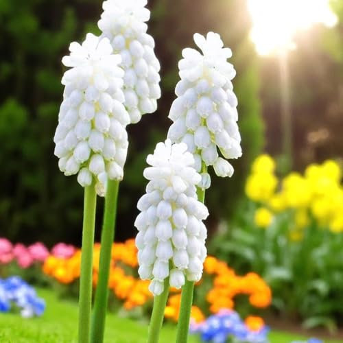 Carbeth Plants 50 x Muscari Siberian Tiger Grape Hyacinth Spring Bulbs - White Spring Flowering Perennials - UK Hardy Low Maintenance Pollinator Friendly - Grow in Beds, Borders and Patio Pots