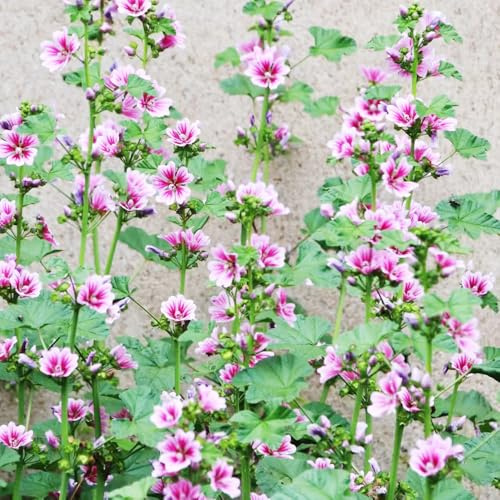 40 pezzi semi di malva perenne - semi selvatici perenni resistenti, del balcone
