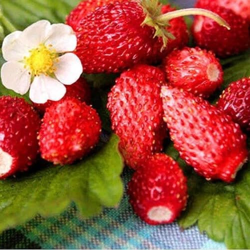 Alpine Strawberry Four Season - 270 Seeds + Freebie + Plant tag (Fragaria vesca) Heirloom