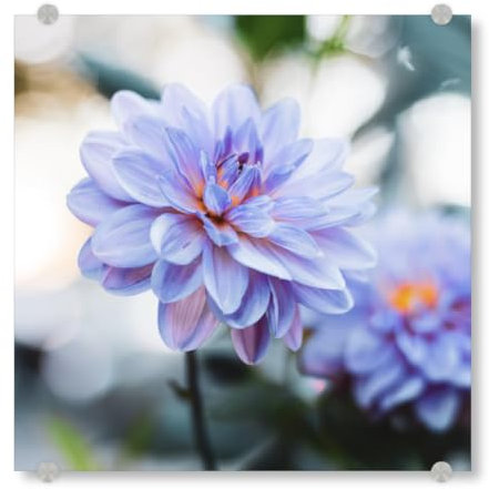 artboxONE Acrylglasbild 20x20 cm Natur Purpur Dahlie Blumenfotografie - Bild dahlie Blumen Bokeh