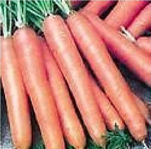 JustSeed - Vegetable - Carrot - St Valery - 800 Seed - Economy Pack