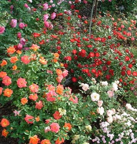 Edel-, Beet- oder Bodendeckerrosen
