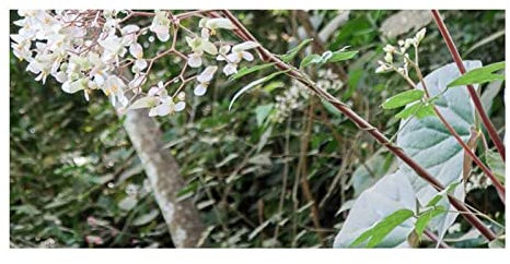 Begonia ID343 - 10 arbusti ornamentali da giardino per piante, semi, seeds Plants Shop Samenbank Patrik Ipsa