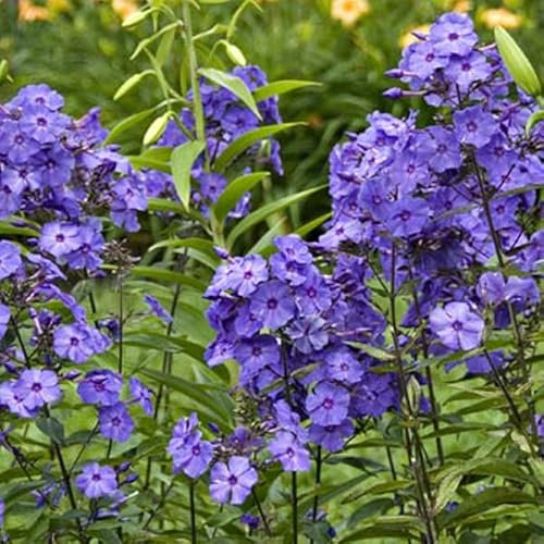 12 unidades o 1 m² Phlox Paniculata 'Blue Paradise' - Phlox Paniculata 'Blue Paradise' Maceta 9x9 cm
