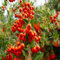 80 semi di frutta Pyracantha