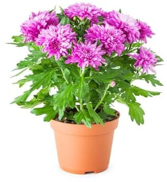 Planta Crisantemo Natural: Color y Belleza para tu Hogar