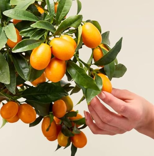 Naranjo Enano - Kumquat Natural Cultiva la Dulzura en tu Hoga