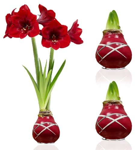 Amaryllis in Wachs Striped Red - 2 Wachsamaryllis Blumenzwiebeln | Wax Amaryllis Zwiebel in Großformat 28/30, Exklusive Echte Pflanzen aus Holland, Hippeastrum (keine Samen, nicht künstlich)
