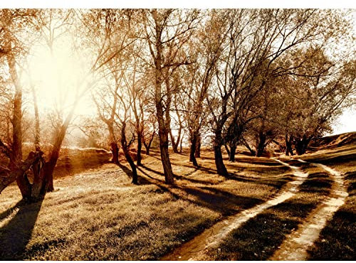 Runa Art Fototapete Wald Sonne 352 x 250 cm Vlies Tapeten XXL Moderne Wandtapete Wohnzimmer Schlafzimmer Sepia 9217011c