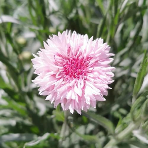 semi di fiordaliso selvatico - resistente balcone, decorazioni varietà tradizionali 550pcs
