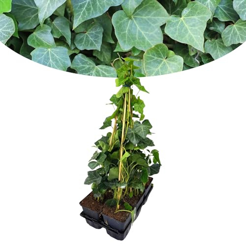 Happy Plants Hedera Hibernica Großblättriger Irischer Efeu 6 Stück I 40 cm x ⌀9 cm, ideal als Gartenhecke, Efeuwand Sichtschutz Heckenpflanze Kletterpflanze Deko, frisch aus unserer Gärtnerei