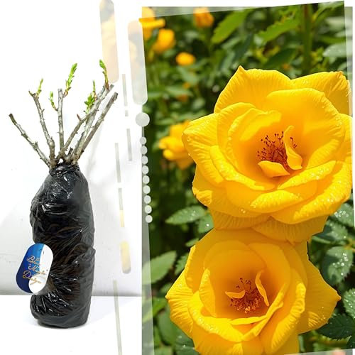 Rosa arbustiva gialla a radice nuda Sunshine Lady - pianta profumata e resistente per belle siepi da giardino, passerelle e tralicci