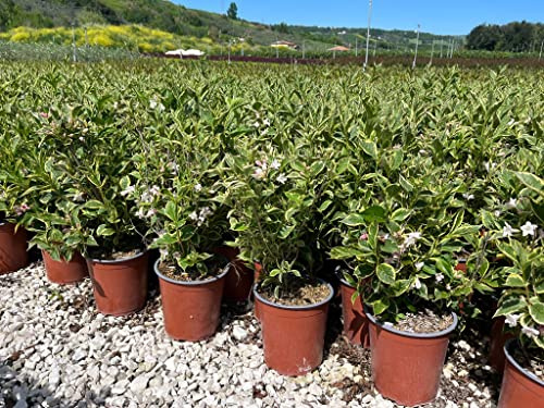 Weigela florida nana variegata vaso 19 cm