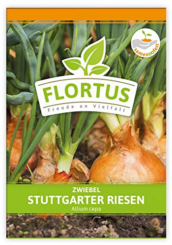 FLORTUS Zwiebel Stuttgarter Riesen | Gemüsesamen | Zwiebelsamen | Samen zur Anzucht für Garten, Balkon, Küche & Fensterbank