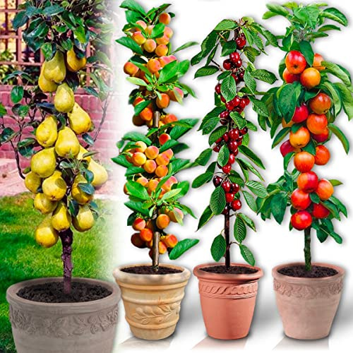 Säulenobstbäume - 12 Bäume (3 Kirschbäume, 3 Apfelbäume, 3 Birnbäume, 3 Aprikosenbäume) - 80/100 cm hoch - Ideal für Balkon, Terrasse, Kleiner Garten