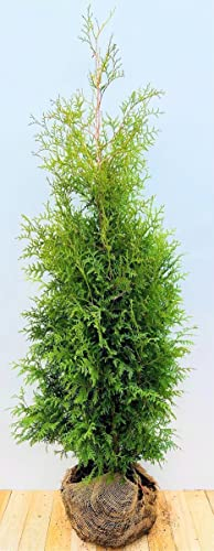 Thuja occidentalis 'Brabant' 125-150 cm – Winterhart, Immergrün, Pflegeleicht – Lebensbaum – Heckenpflanze für Garten & Sichtschutz
