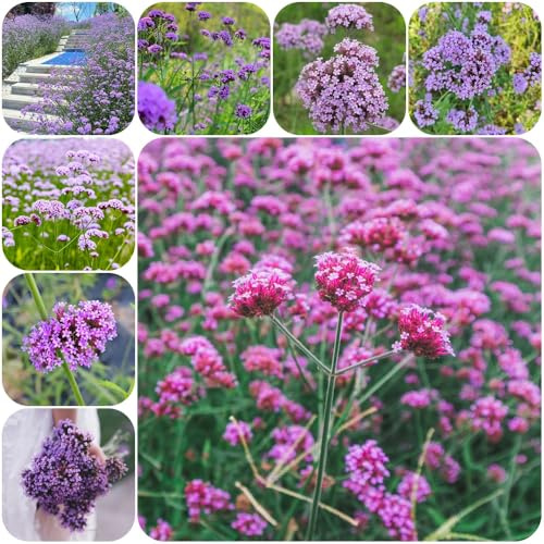Semillas de Verbena officinalis, semillas de silvestres verbena, pradera jardín rocas resistentes para lugares soleados balcón 500pcs