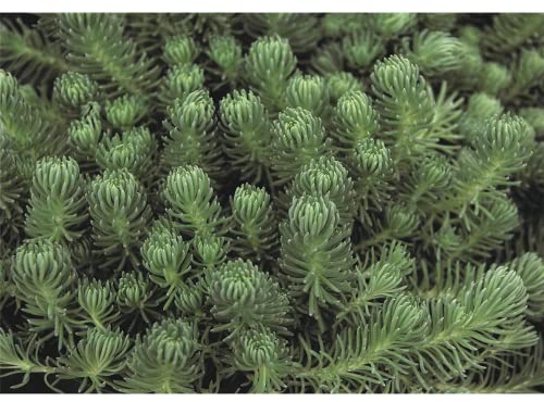 Sedum Green Ball - blaugrüne Polster-Fetthenne im Topf 12 cm - in Gärtnerqualität von Blumen Eber