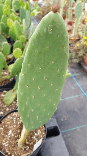 Opuntia ficus-indica/Figuier de Barbarie/Conteneur de 2 à 2.9 litres/Cactée