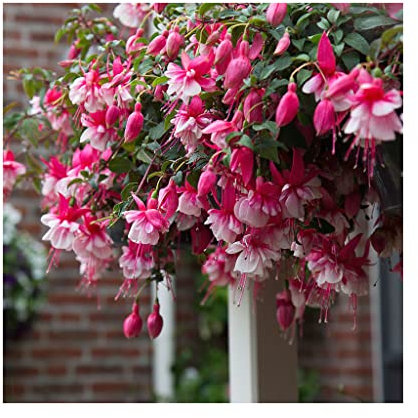 6 Trailing Fuchsia El Camino Plug Plants *Great Hanging Basket Plants*Stunning Fuchsias Amazing Value.Garden Ready. Glam up Your Garden