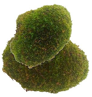 GREEN-ART Musgo bola natural 300gr, musgo vivo para terrarios, musgo verde decoración, musgo danés vivo estrellado, musgo interior, musgo exterior