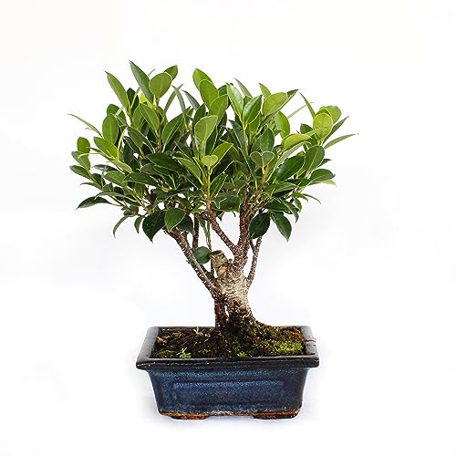 KENTIS - Bonsai Ficus Microcarpa - Bonsai Ficus Retusa - Piante Vere da Interno - Vaso in Ceramica - H 25-30 cm Vaso Ø 15 cm