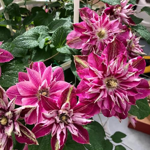 bulbi resistenti di clematide - esterno balcone primaverili giardino rocciose decorazione 6pcs