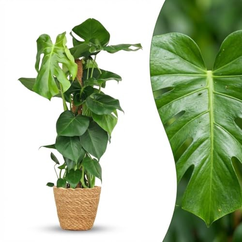 Green boutiQ - Plante d'intérieur - Monstera Deliciosa sur tuteur - Vert - Entretien facile - 1 Plante - avec Panier - Pot 19cm - Hauteur 90cm
