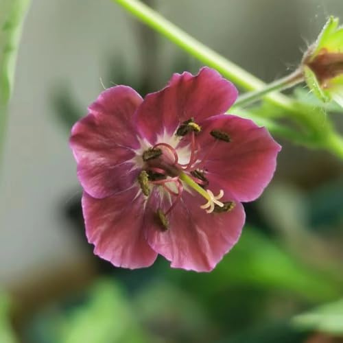 storchschnabelsamen ideal für gärtner dekoblumen 250pcs