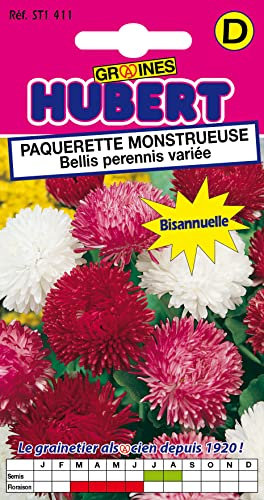 Graines de Paquerette Monstrueuse Bellis perennis variée - 0,3 grammes