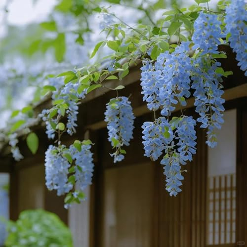 40 pcs Bonsai Samen Blauregen - Wisteria sinensis topfblume pflanzen, bonsai baum Blauregen Pflanze Winterhart Samen, bonzai baum, herbst dekoration wiesenblumen samen, kletterpflanzen