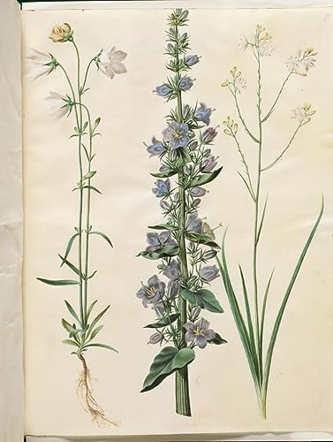 RZHRHJES Retro Picture Portrait Oil Painting Modern Wall Artwork Campanula Persicifolia by Hans Simon Holtzbecker Decor Wall Art for Home Decor 60x90cm
